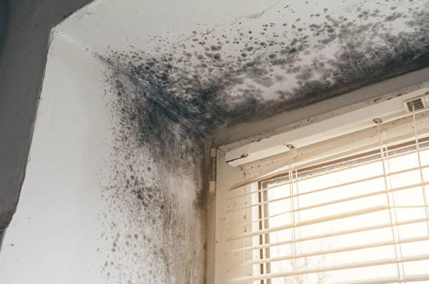 Affordable Basement Mold Removal solutions in Midland Park, NJ